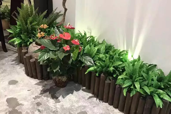 植物租摆